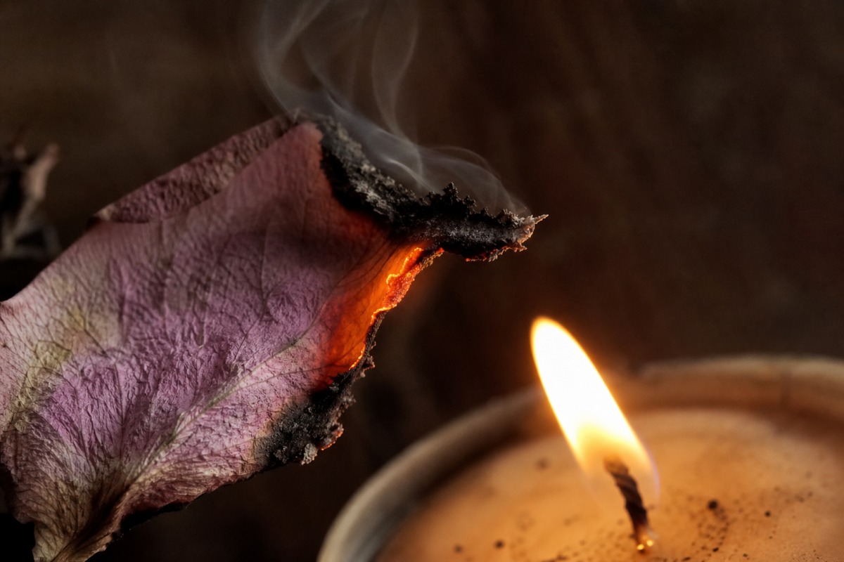 Macro da borda de uma pétala de rosa seca que carboniza e fumega junto à chama da vela